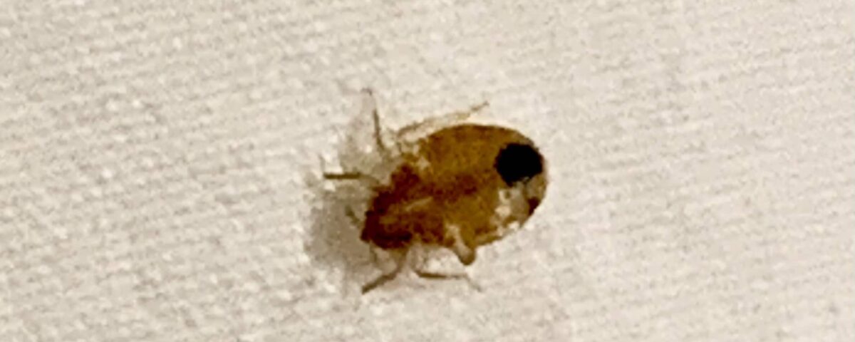 bed bug on sheet