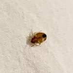 bed bug on sheet