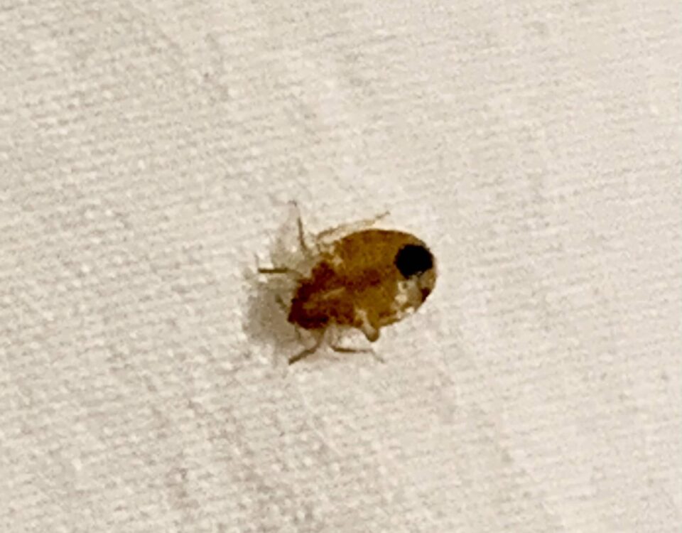 bed bug on sheet