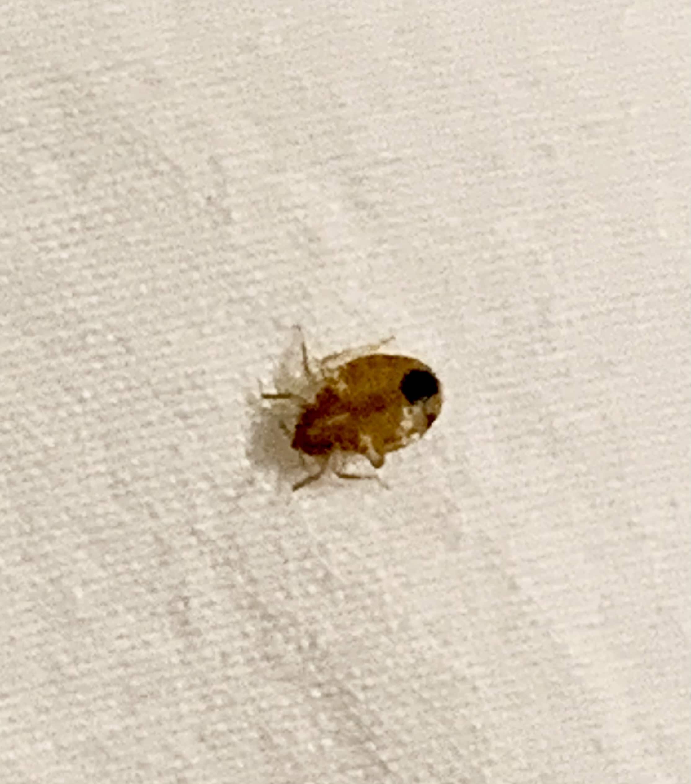 How to get rid of Bed Bugs Phoenix AZ
