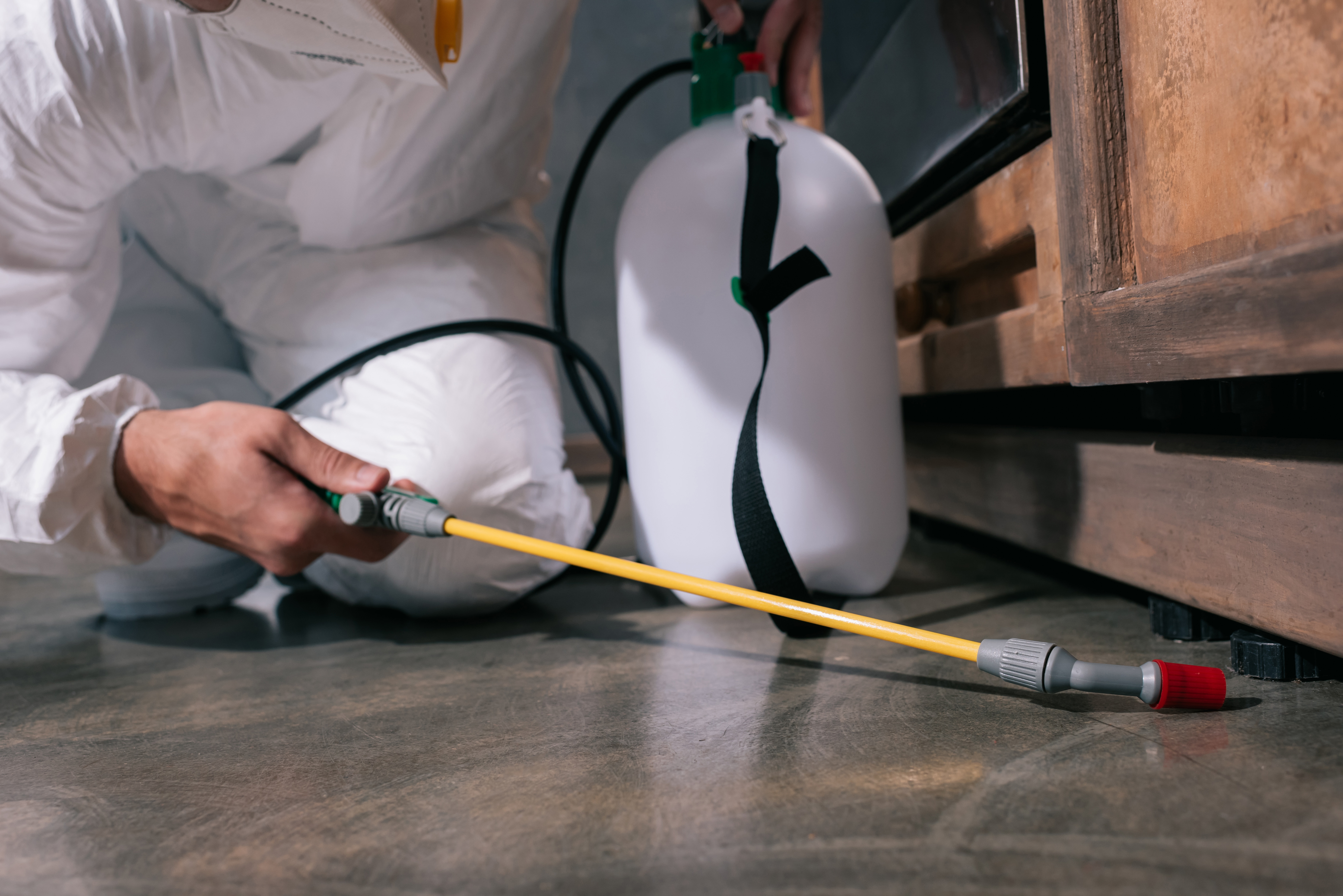 Best Termite Control Company in Phoenix, AZ