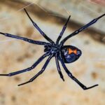 Best Black Widows Spider Exterminator Phoenix, AZ