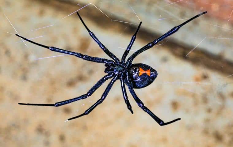 Best Black Widows Spider Exterminator Phoenix, AZ