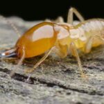 What months are termites most active in Arizona?