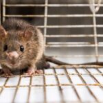 Best Rodent Control Anthem Az | Rat Exterminator Services
