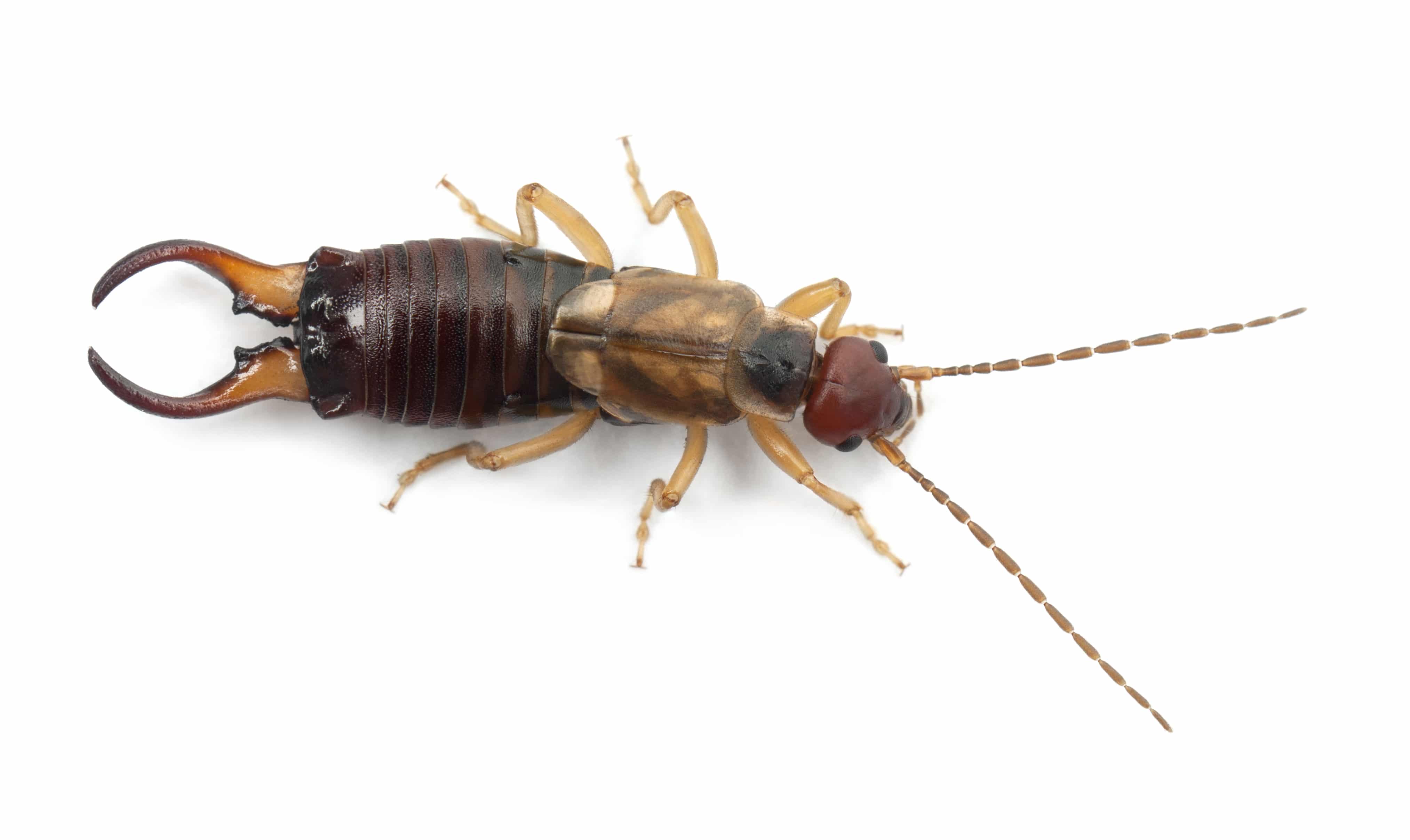 earwig exterminator phoenix az