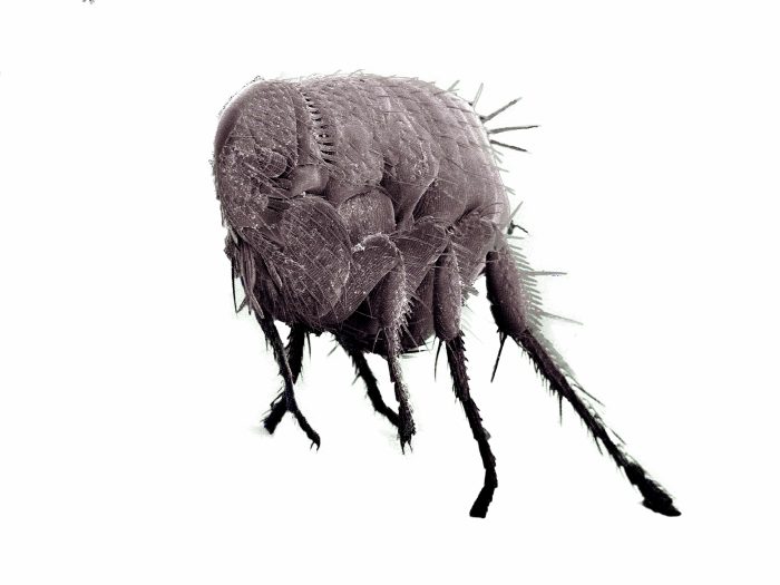 Professional Flea Control Phoenix AZ