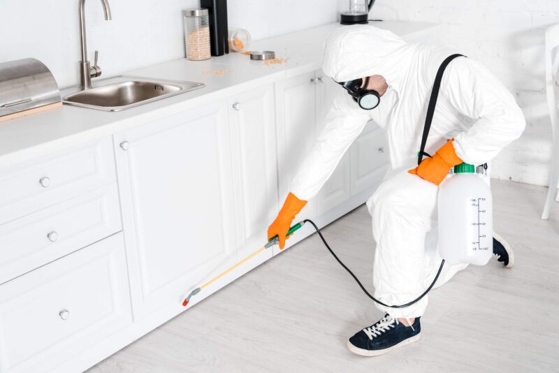 Best Flea Exterminator Phoenix AZ
