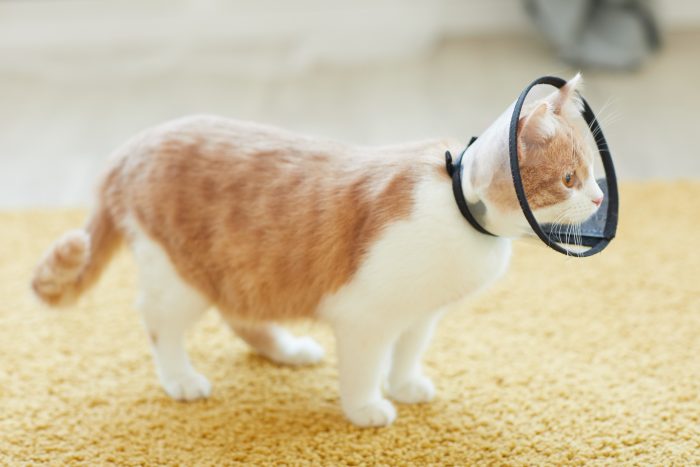 Best Flea Pest Control Phoenix AZ