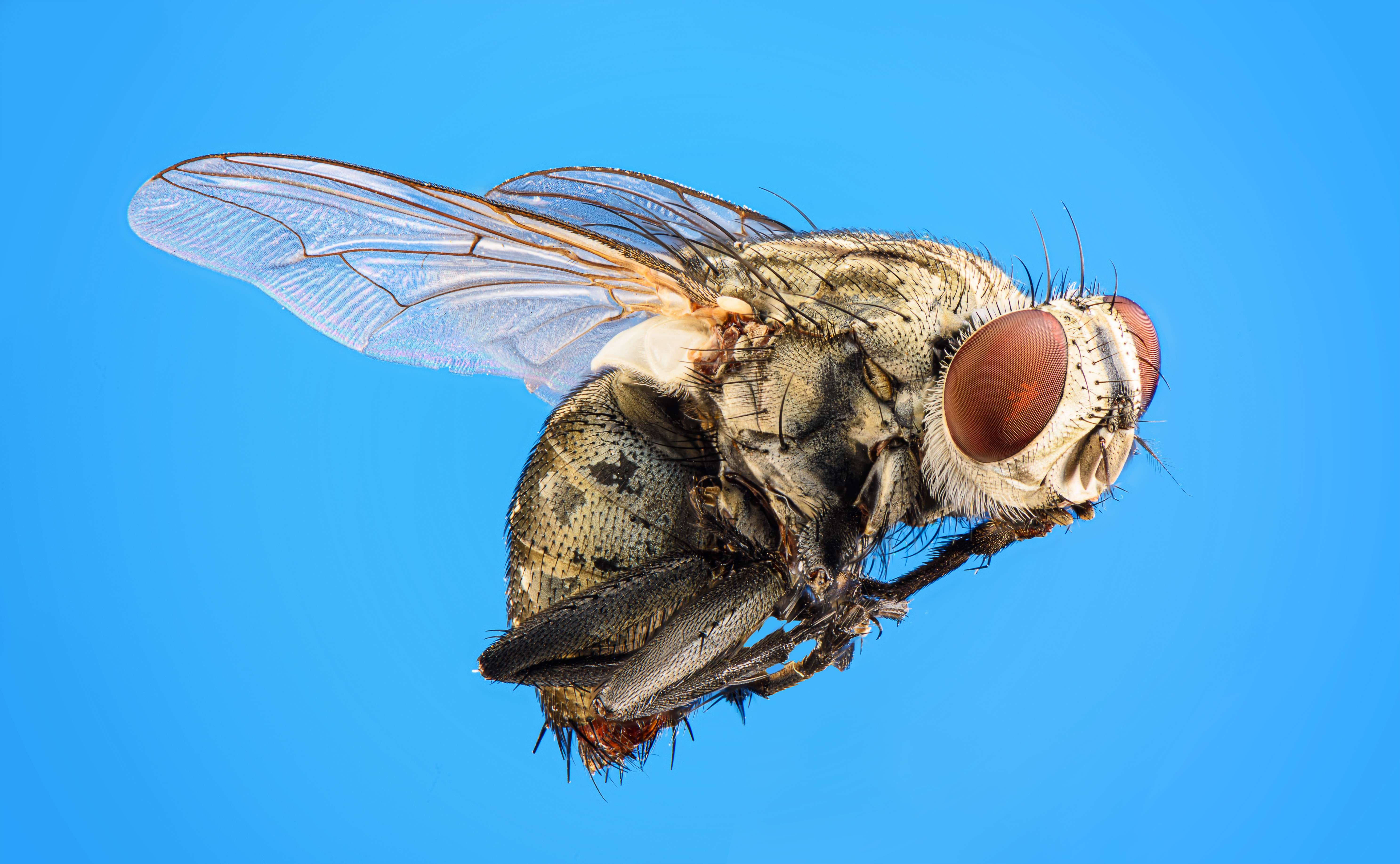 Bill's Flying Insect Pest Control Phoenix Az