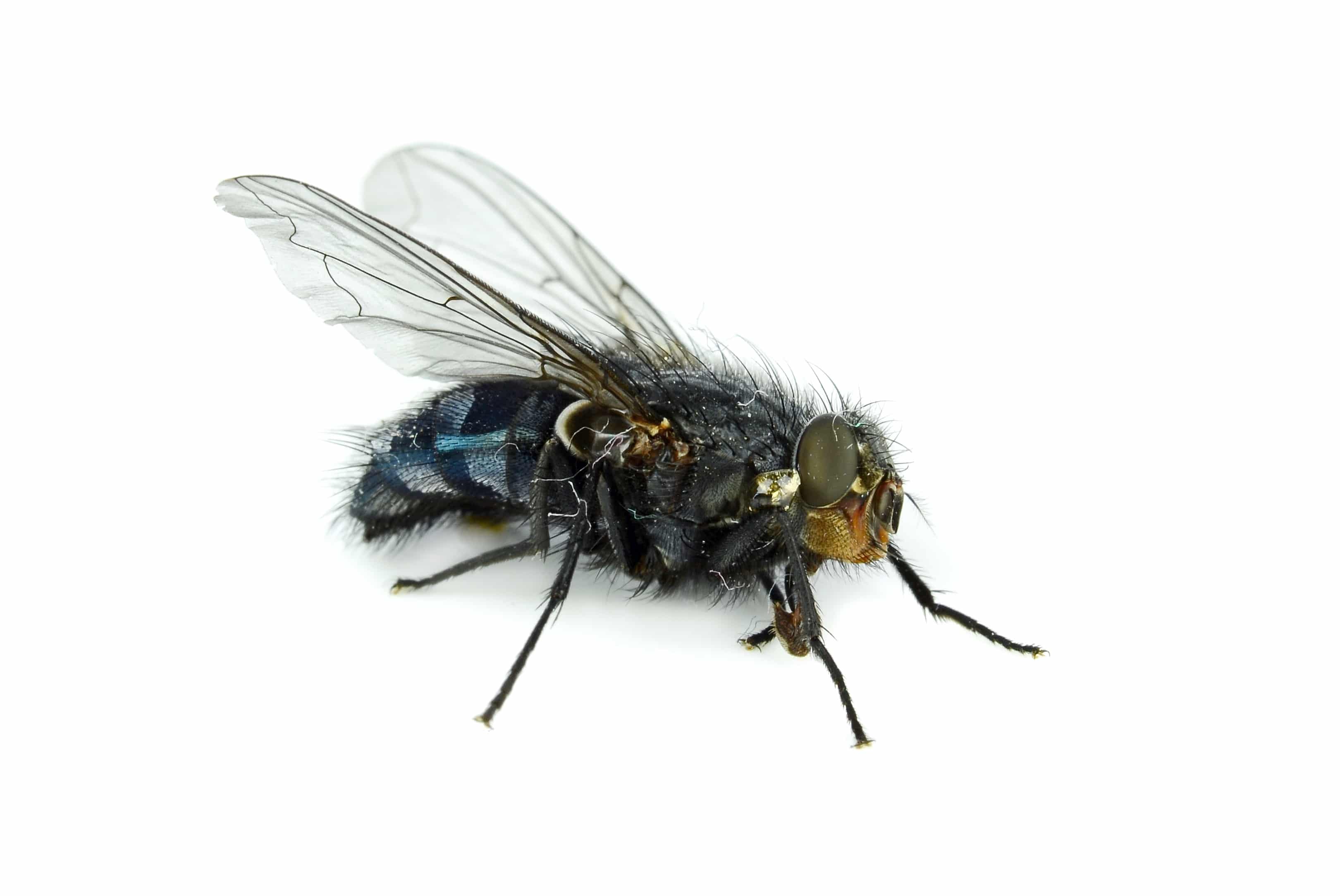 Flying Insect Exterminator in Phoenix AZ