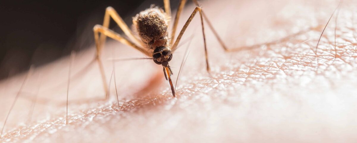 Mosquito on skin
