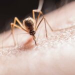 Mosquito on skin