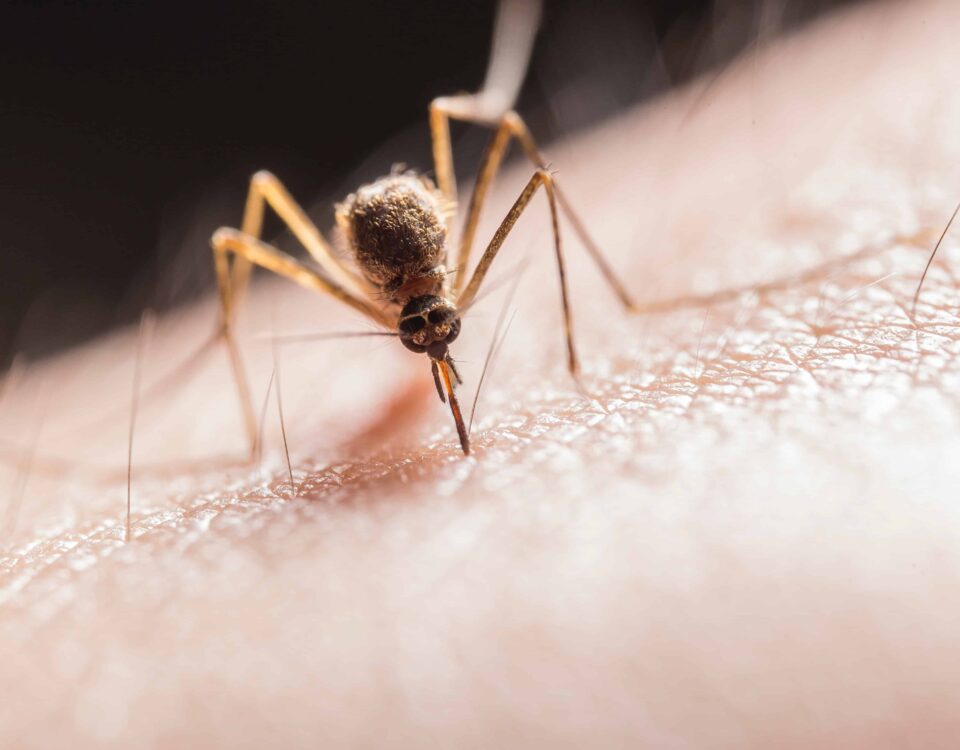Mosquito on skin