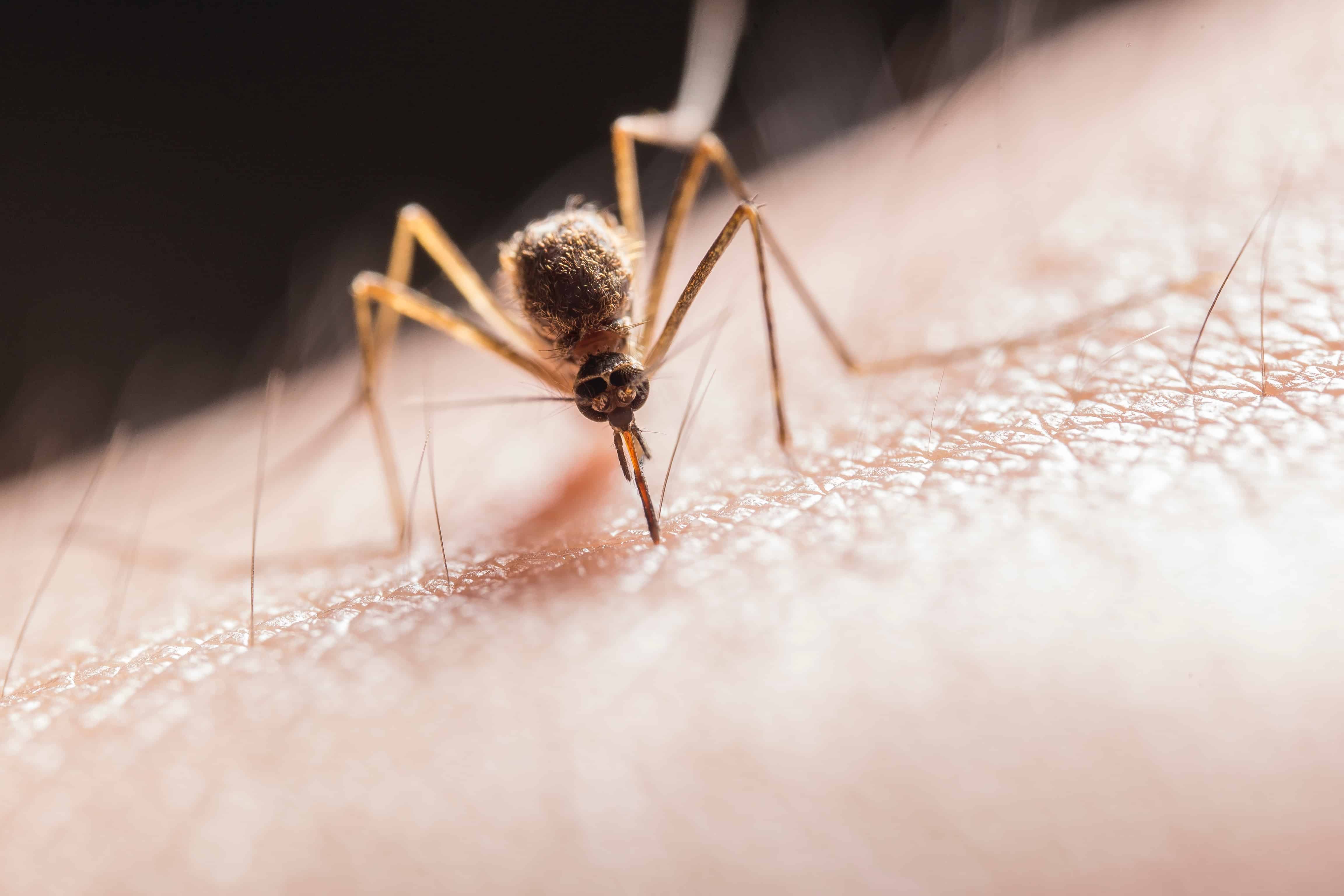 Arm yourself with the knowledge to reduce Mosquitoes around your home today!