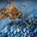 When Is Mosquito Season In Arizona?