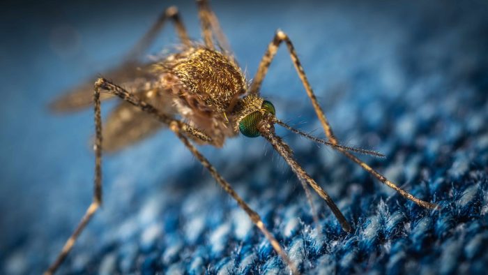 When Is Mosquito Season In Arizona?