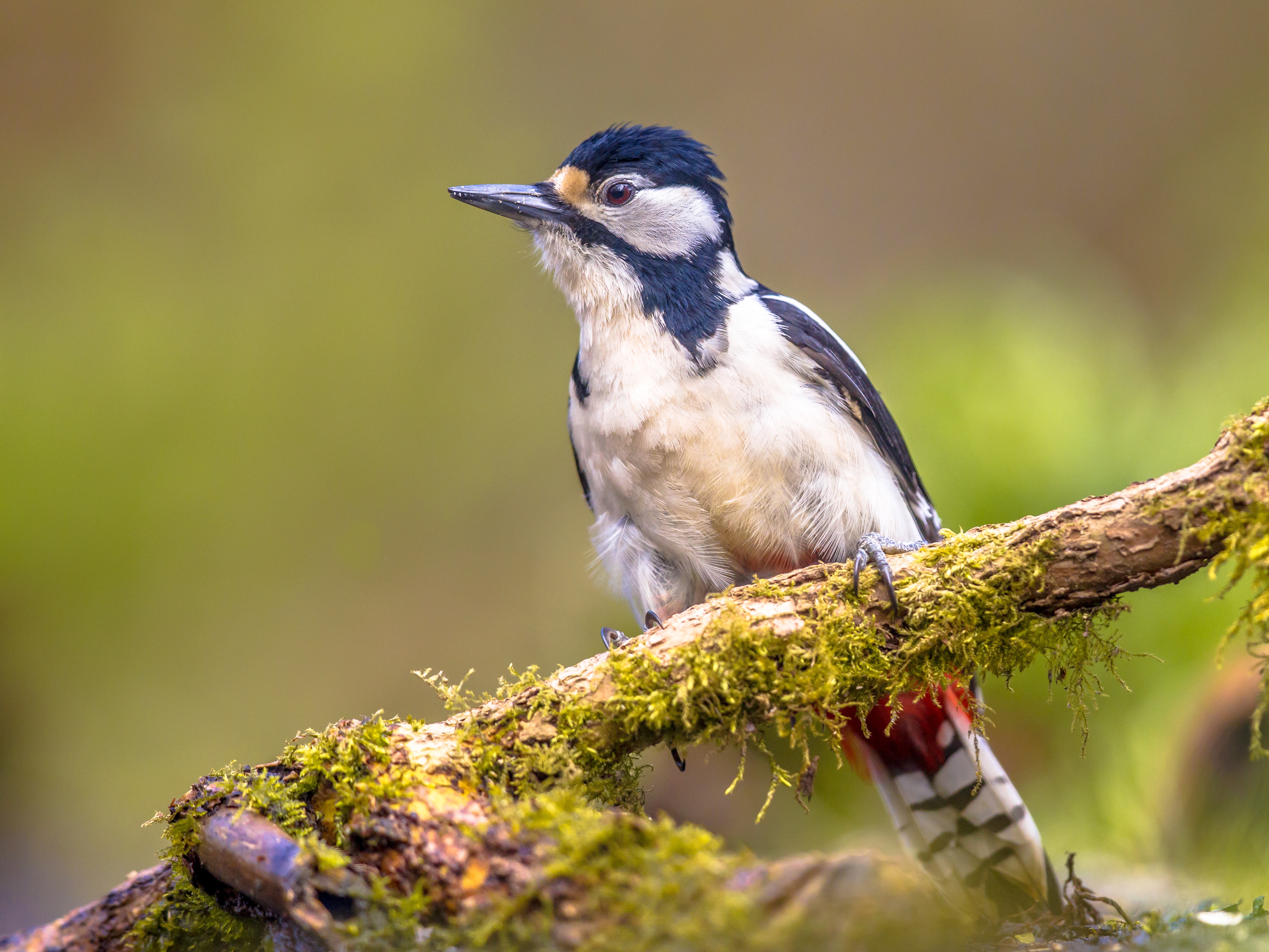Professional Woodpecker Removal Phoenix, AZ