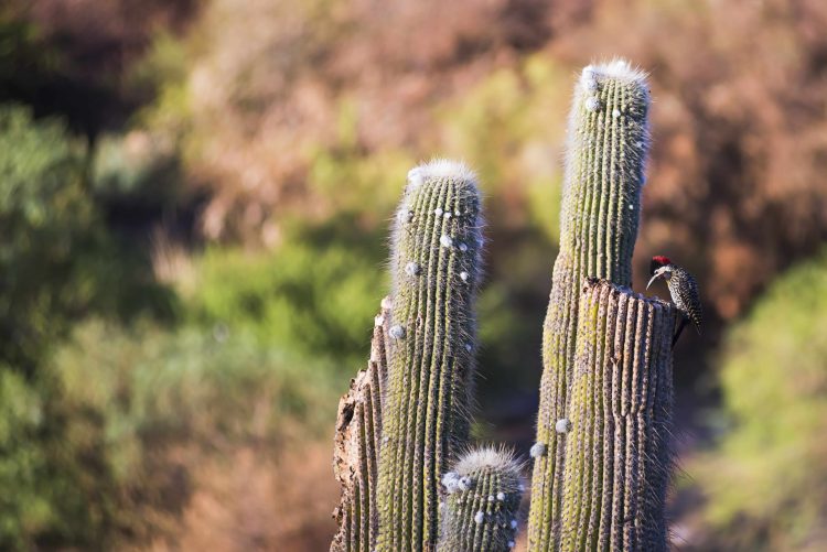 Best Arizona Woodpecker Control