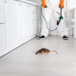 Mice and Rats: What's the Difference?
