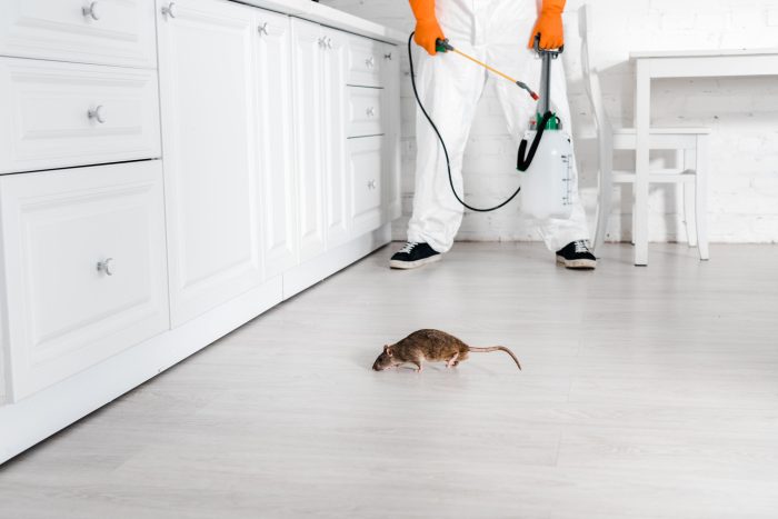 Mice and Rats: What's the Difference?