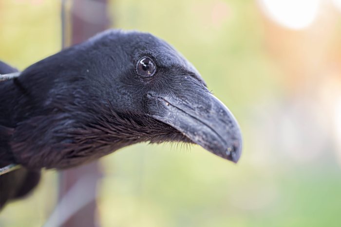 Best Crow Pest Control Phoenix AZ