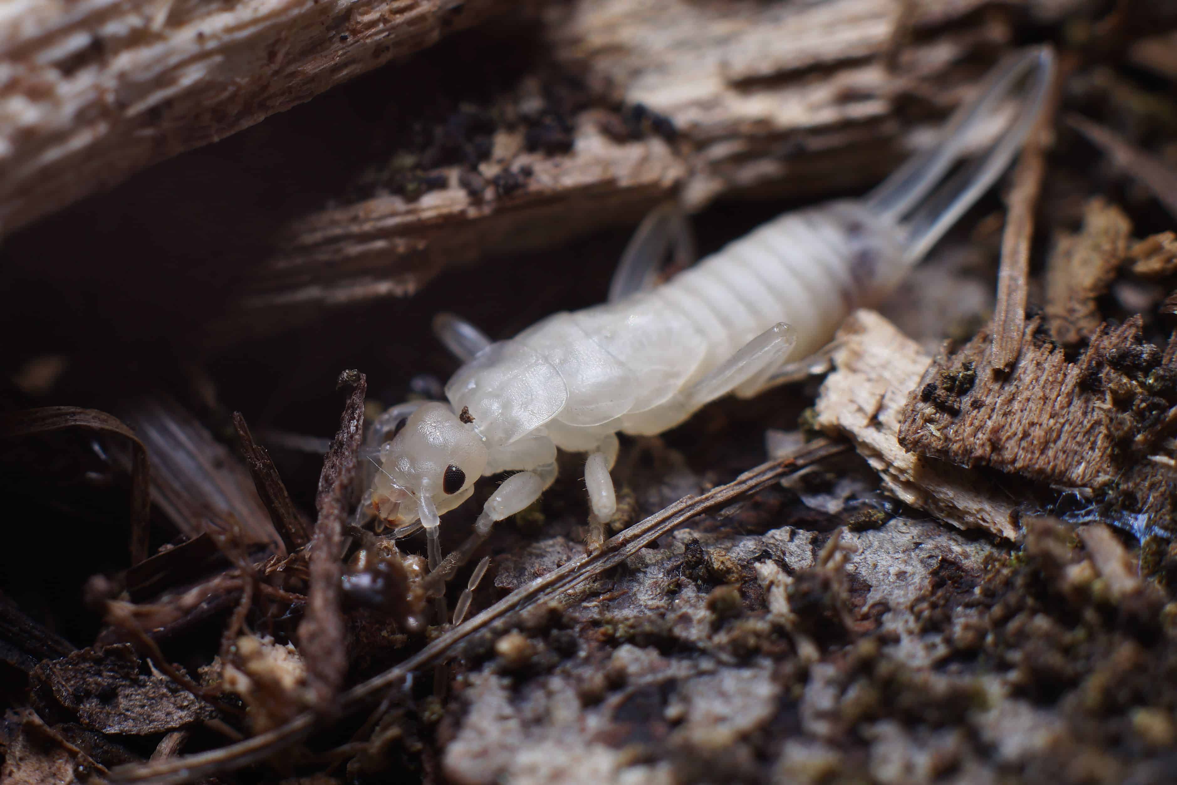 Expert Earwig Pest Control Phoenix AZ