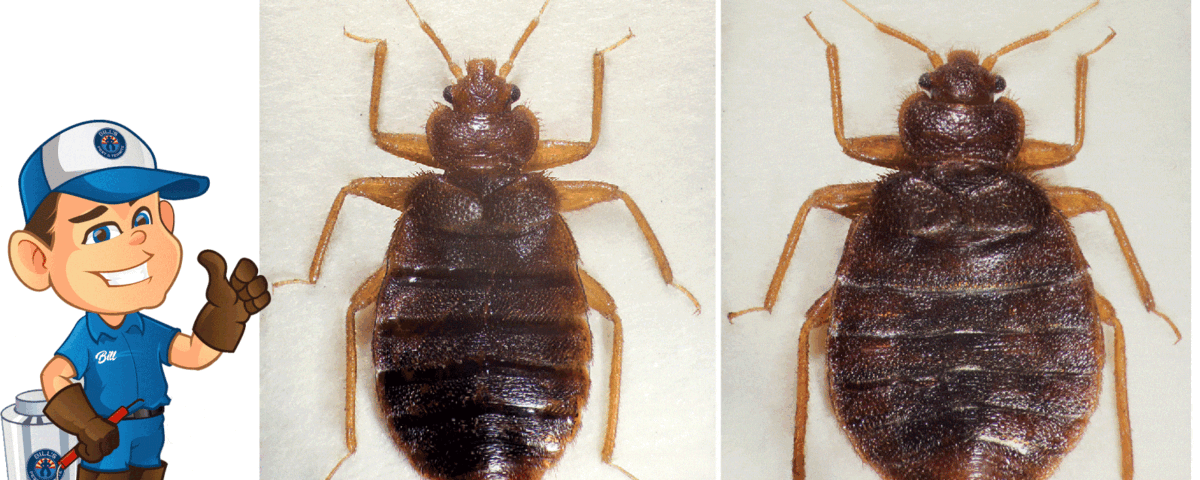 Tropical Bed Bugs: A New Pest Discovered in Phoenix, AZ - Should Consumers Be Concerned?