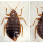Tropical Bed Bugs: A New Pest Discovered in Phoenix, AZ - Should Consumers Be Concerned?