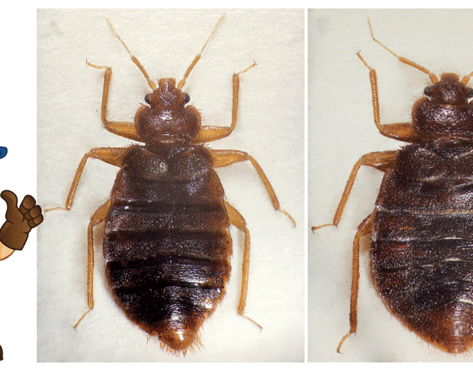 Tropical Bed Bugs: A New Pest Discovered in Phoenix, AZ - Should Consumers Be Concerned?