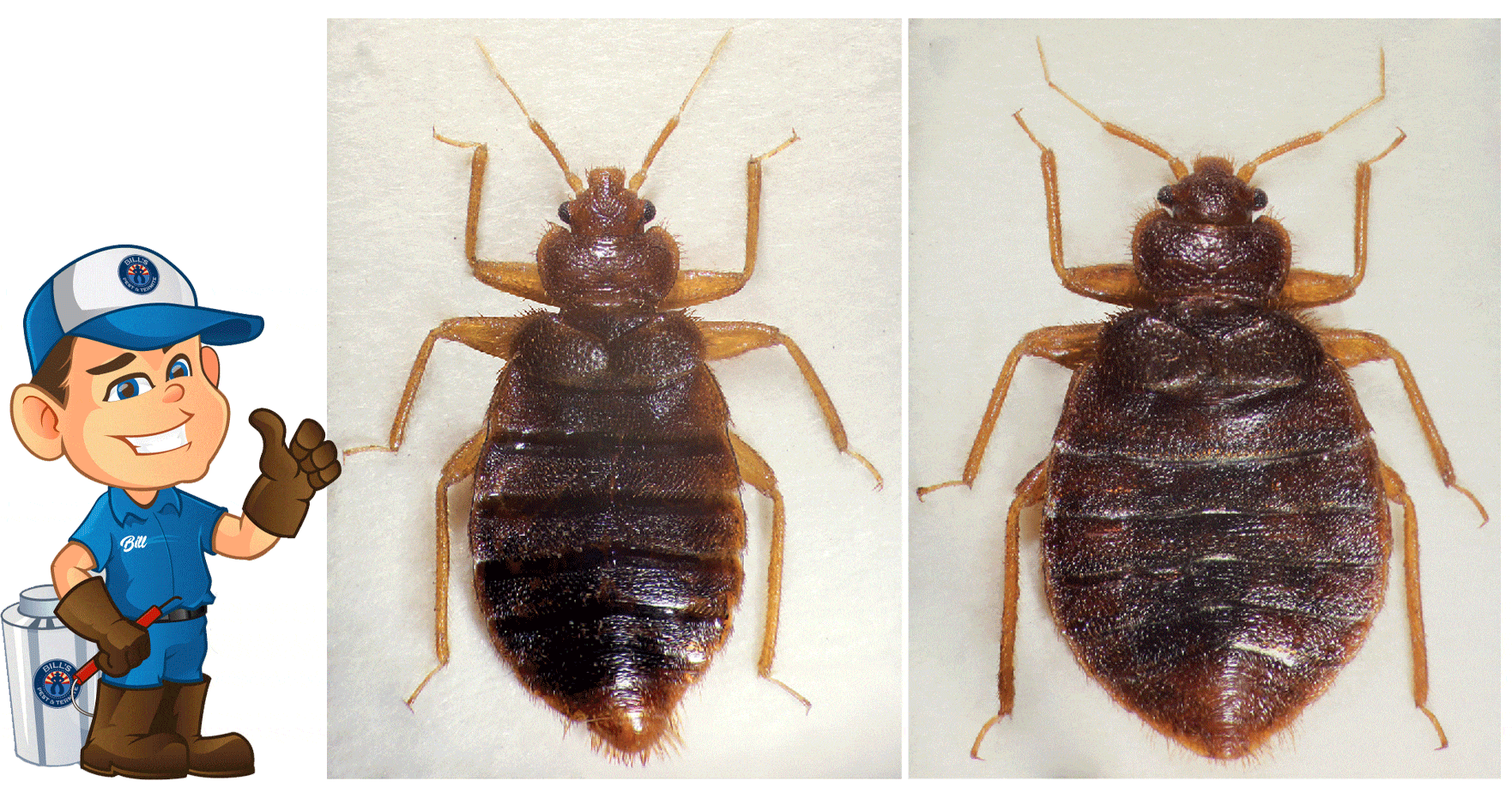 Tropical Bed Bugs: A New Pest Discovered in Phoenix, AZ - Should Consumers Be Concerned?