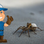Are Wolf Spiders in Arizona Dangerous? Wolf Spider Control