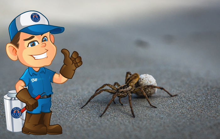 Are Wolf Spiders in Arizona Dangerous? Wolf Spider Control