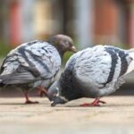 Best Pigeon Control Laveen Az and Pigeon Removal Services