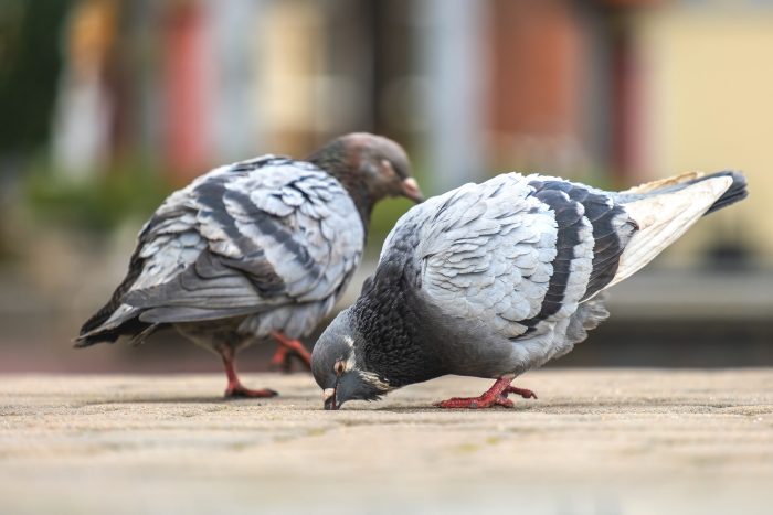 Best Pigeon Control Laveen Az and Pigeon Removal Services