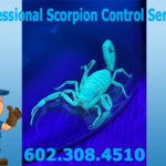 Professional Scorpion Control Services Phoenix AZ