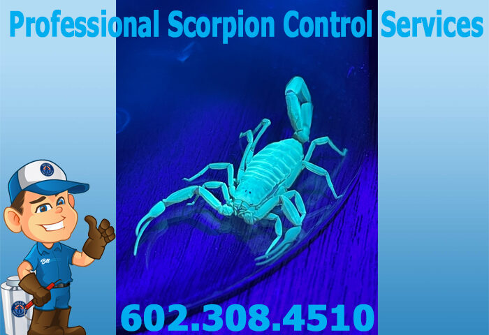 Professional Scorpion Control Services Phoenix AZ