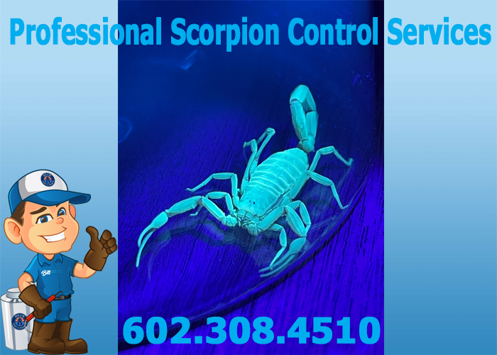 Professional Scorpion Control Services Phoenix AZ