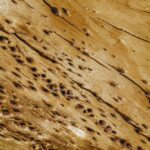 How to get rid of powder post beetles
