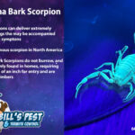 All About Arizona Bark Scorpions