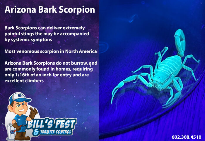 All About Arizona Bark Scorpions