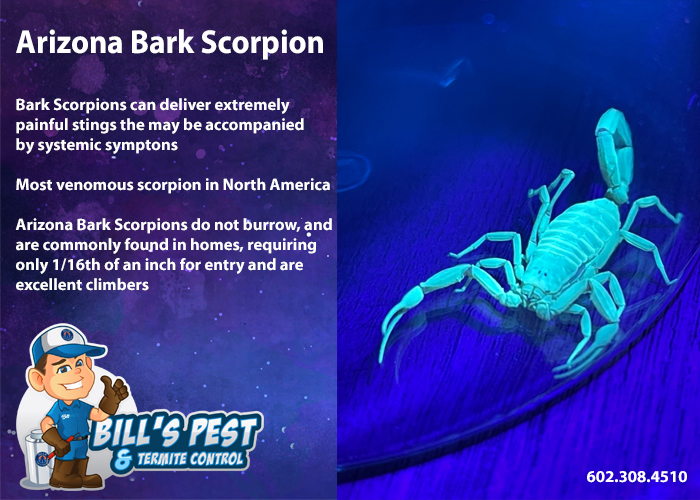 Affordable DIY Ways to Kill Arizona Scorpions