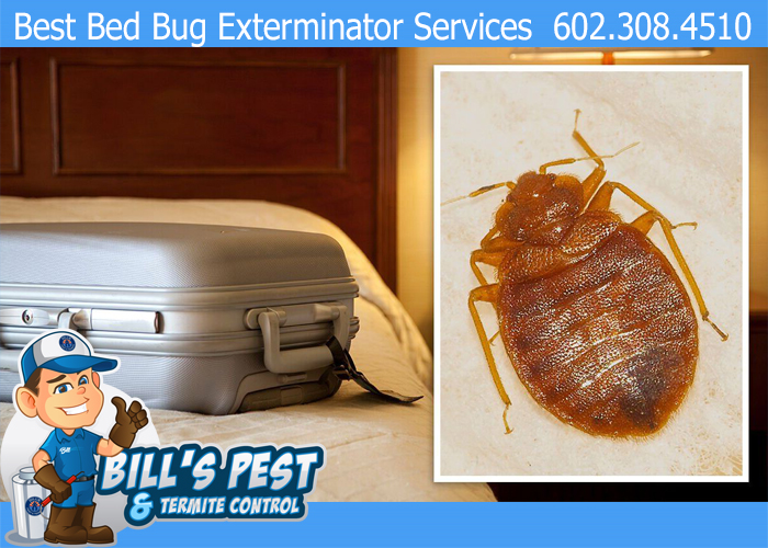 Can you get Bed Bugs in your Luggage? Yes