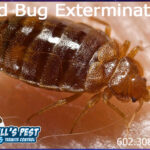 Best Bed Bug Extermination Phoenix AZ - Bills Pest Termite Control