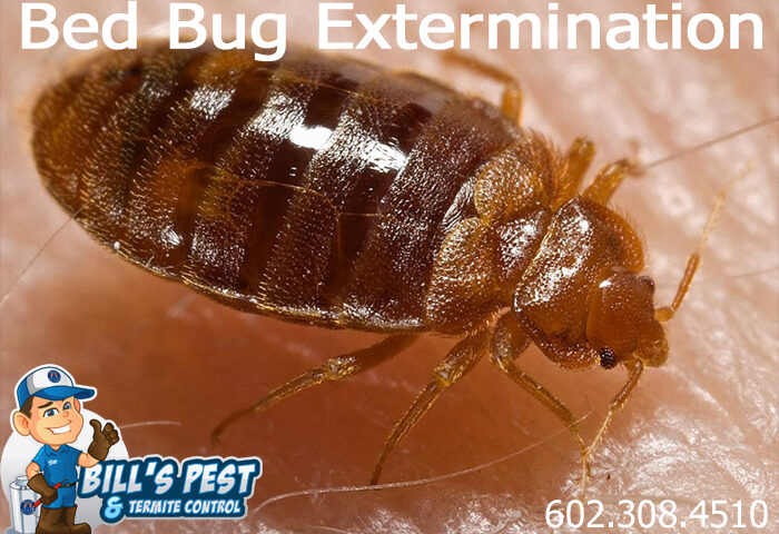 Best Bed Bug Extermination Phoenix AZ - Bills Pest Termite Control