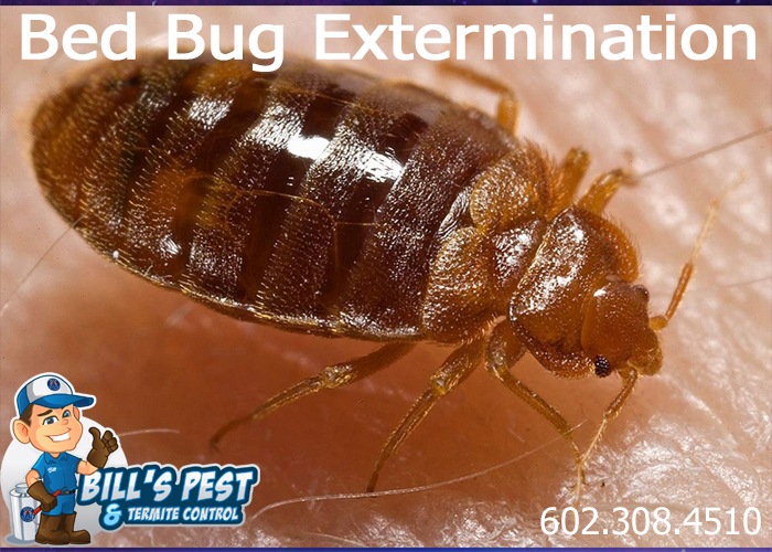 Got Bed Bugs at a movie theater? We can help (602) 3)8-4510