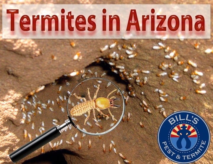Can Termites make you sick? Do Termites Bite?