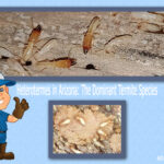 Heterotermes in Arizona: The Dominant Termite Species