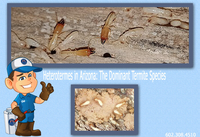 Heterotermes in Arizona: The Dominant Termite Species