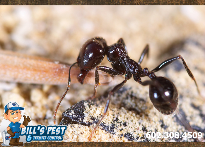 Ants are one of the most common House Bugs In Arizona